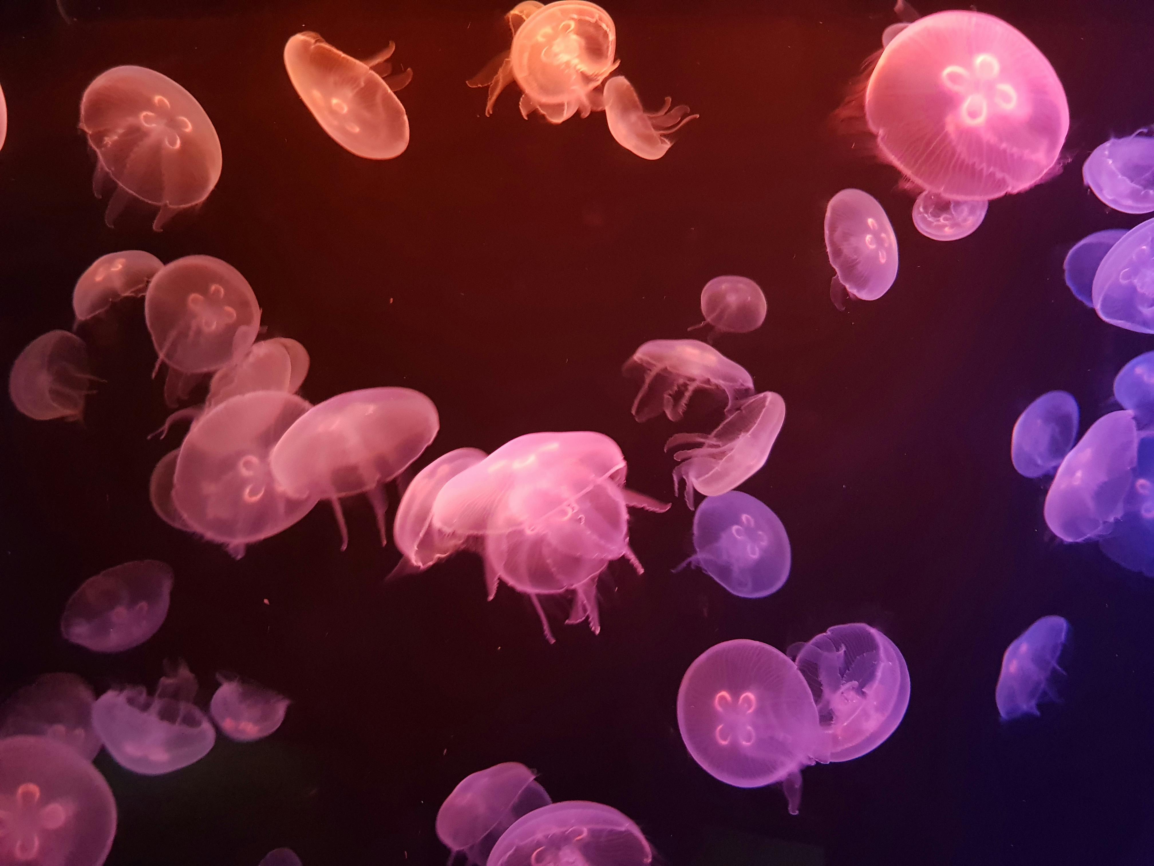 jellyfish cluster